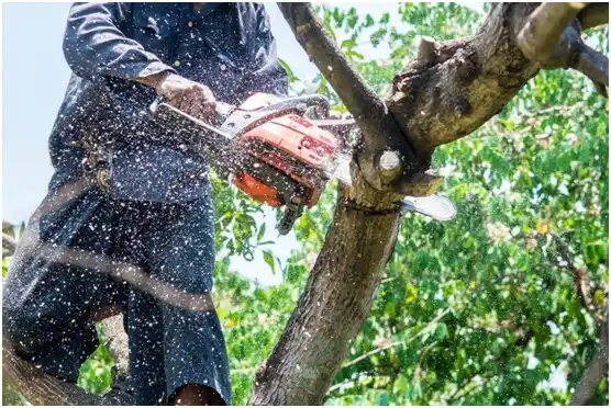 tree services Earth